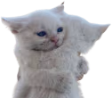 catHUG emote