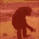 monkeyJAM emote