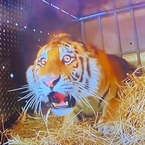 flabbergasted_tiger emote