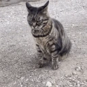 Catflip emote