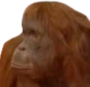 Where_Banana_Monkey emote