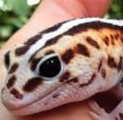 AFTFace emote