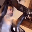 monkey_hangsup emote