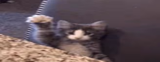 present emote