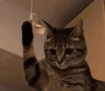 Question emote