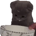 CatSippin emote