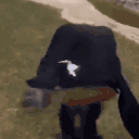 DRIPPY animated emote