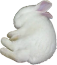 bunny emote