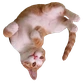 Cat_WTF emote