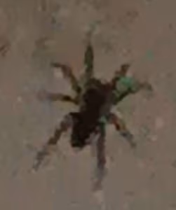 RipJohn emote