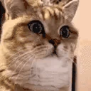 catE emote