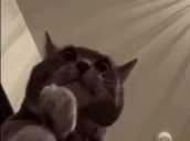 catClap emote