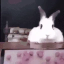 bunny emote