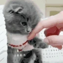 CatPlaying emote