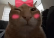 buhcute emote