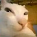 Suscat emote