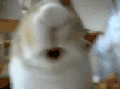 nyam emote