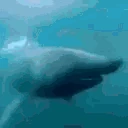 SharkPog emote