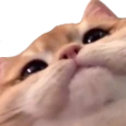 Pato emote