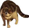 loading_cat_meme emote