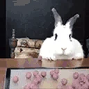 rabbitFok emote