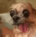 ugly_dog emote