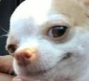 Dog_Satisfied_Smirk emote