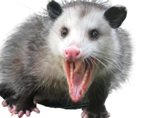 Possum_AAA emote