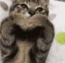 catHeart emote