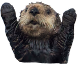 OtterHypers emote