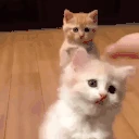 catDodge emote