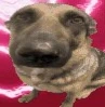 whiningdogmemehmmhmhmmm emote