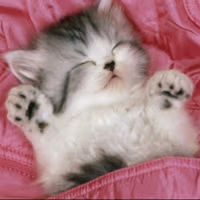 kitty_sleep emote