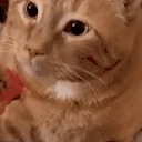 catgag emote