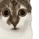 catAware emote