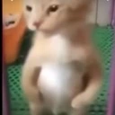 catflex emote