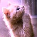 prayin emote