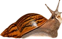Snail emote