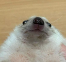 hedgehog