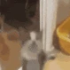 Cat_Hyper emoji