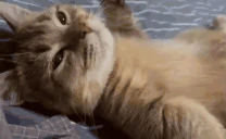 chillCat emote