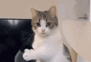 WakeUp emote