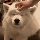 dogPats emote
