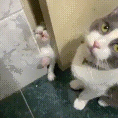 StarringCat emote