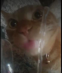 gato emote