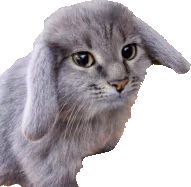 bunny_cat emote