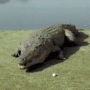 ExplodingAlligator emote