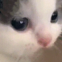 catDramatic emote