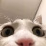 CE_Looking4 emote