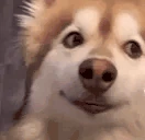 DogLookingSussyAndAwkward emote